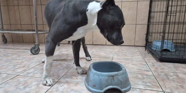 caine abandonat