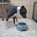 caine abandonat