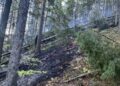 incendiu padure