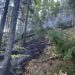 incendiu padure