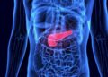 pancreas