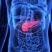 pancreas